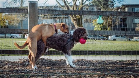 Mom dog humping female daughter : r/Dogtraining